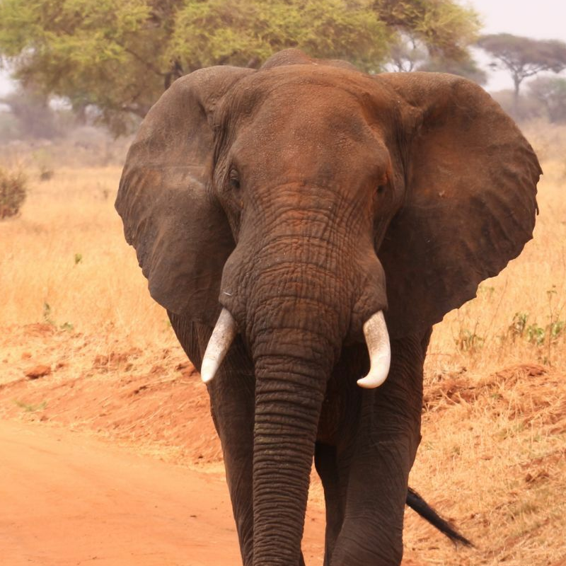 Tarangire National Park