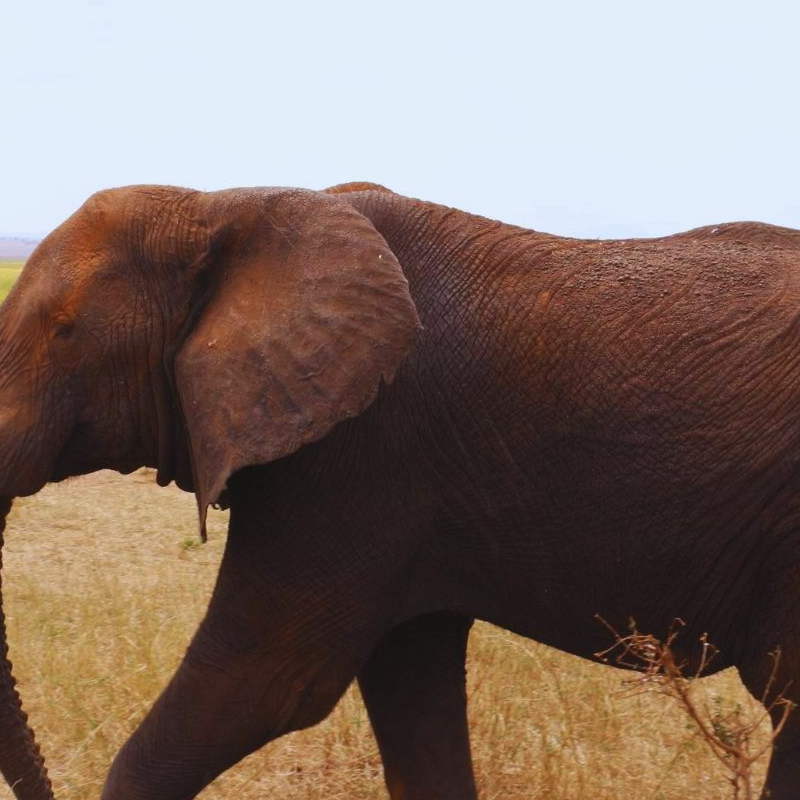 Tarangire National Park