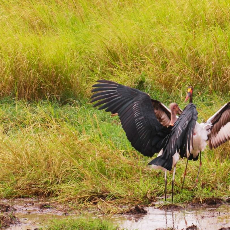 Tarangire National Park