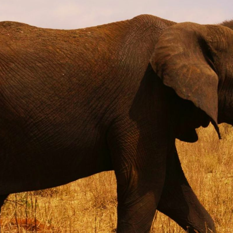 Tarangire National Park