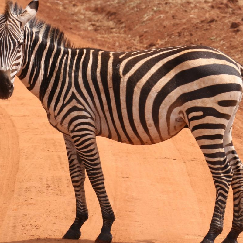 Tarangire National Park