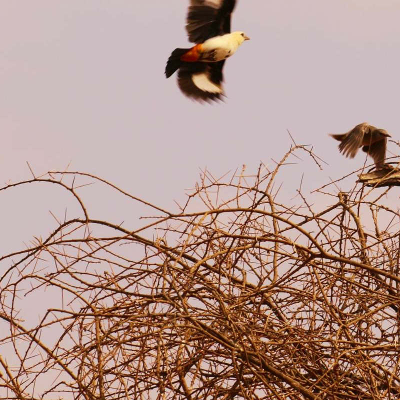 Tarangire National Park