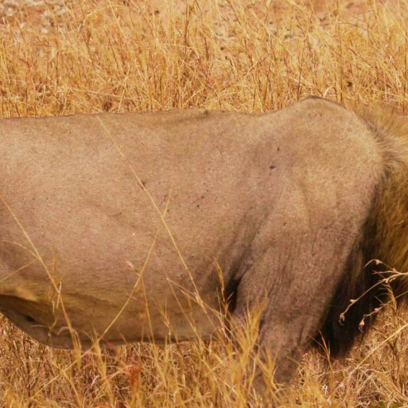 Tarangire National Park