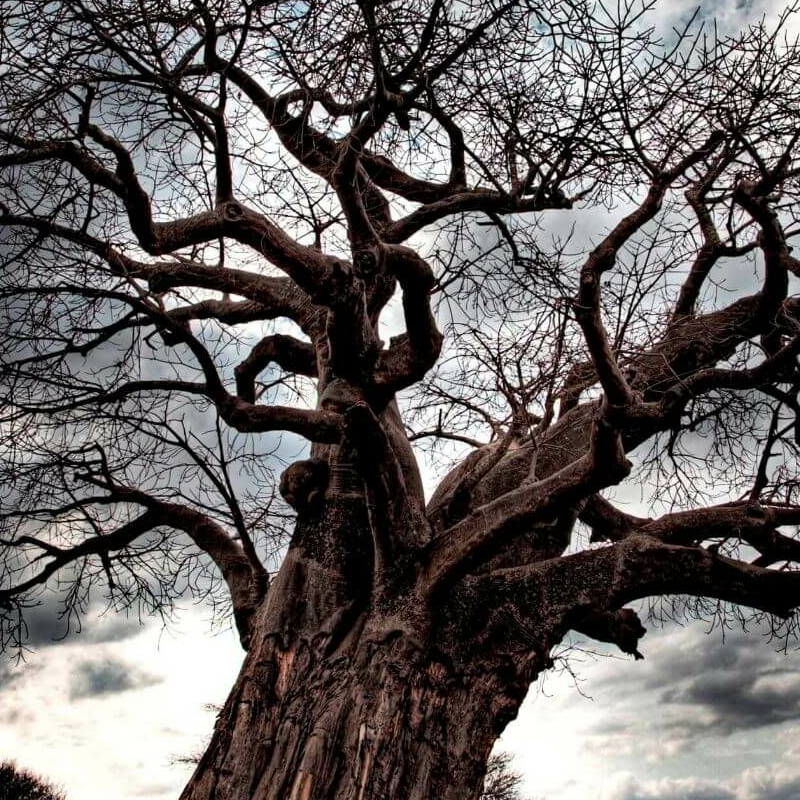 Tarangire National Park