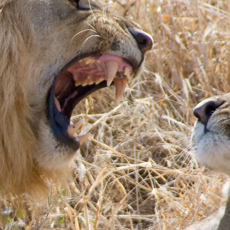 Tarangire National Park