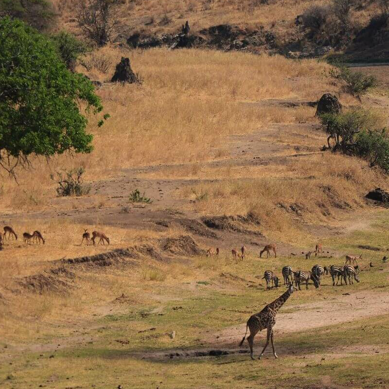 Tarangire National Park