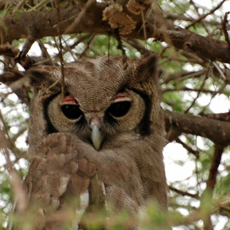 Tarangire National Park