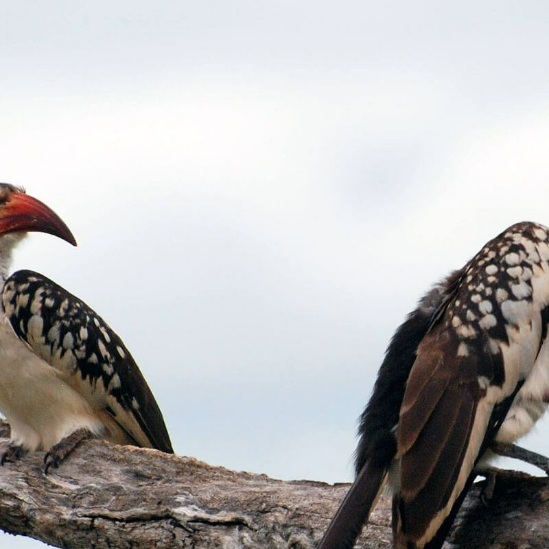 Tarangire National Park