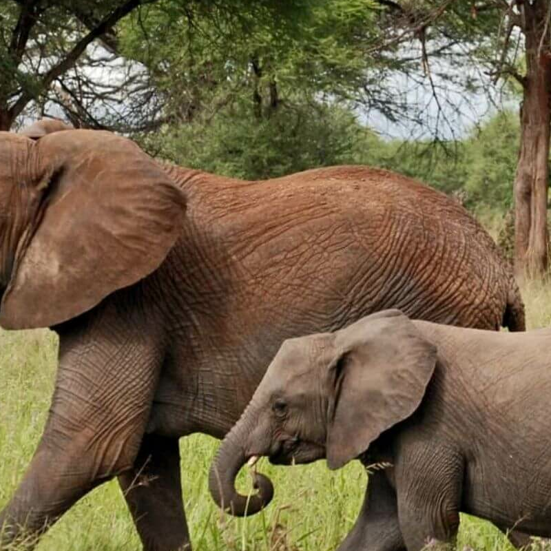 Tarangire National Park