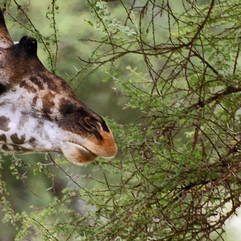Tarangire National Park