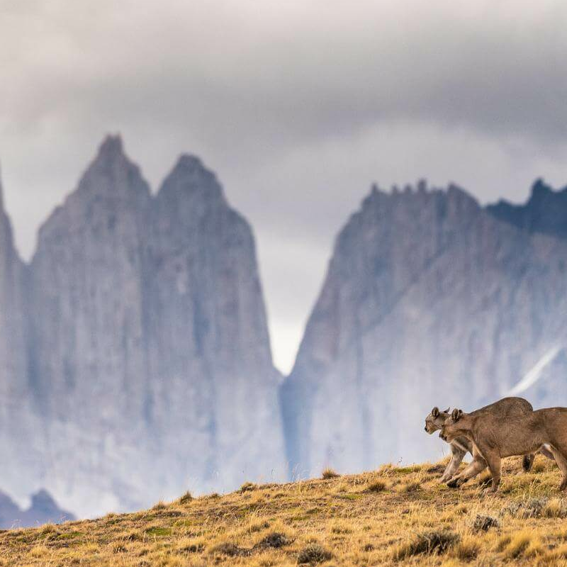 Torres del Paine