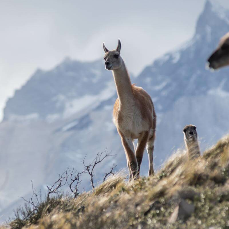 Torres del Paine