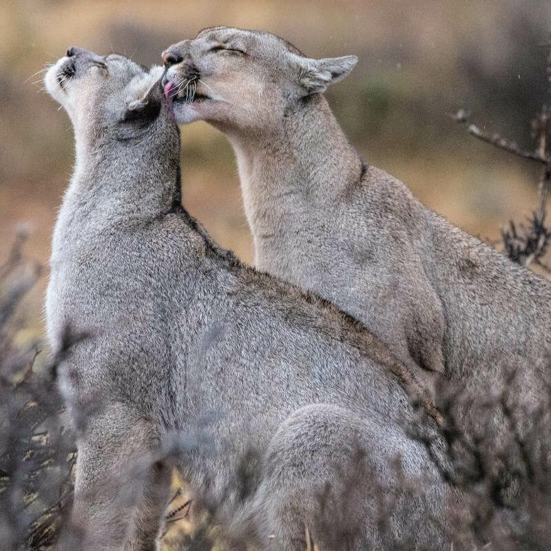 Torres del Paine