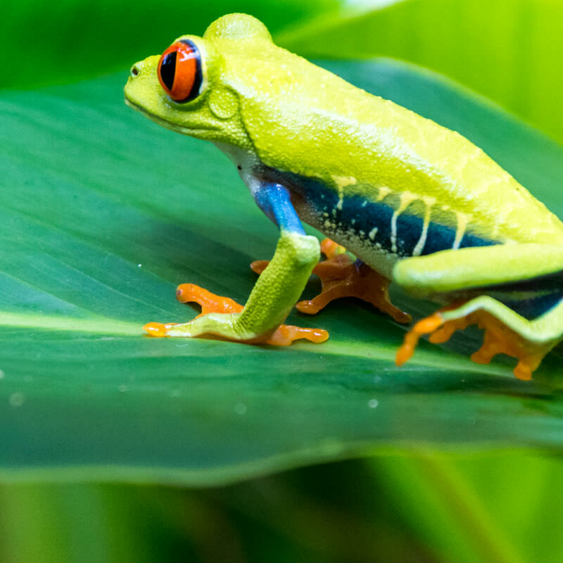 Tortuguero Costa Rica