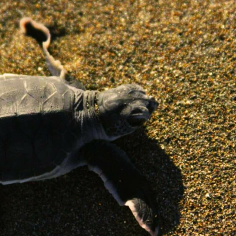 Tortuguero Costa Rica