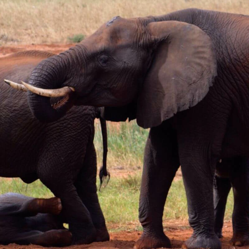 Tsavo Ost