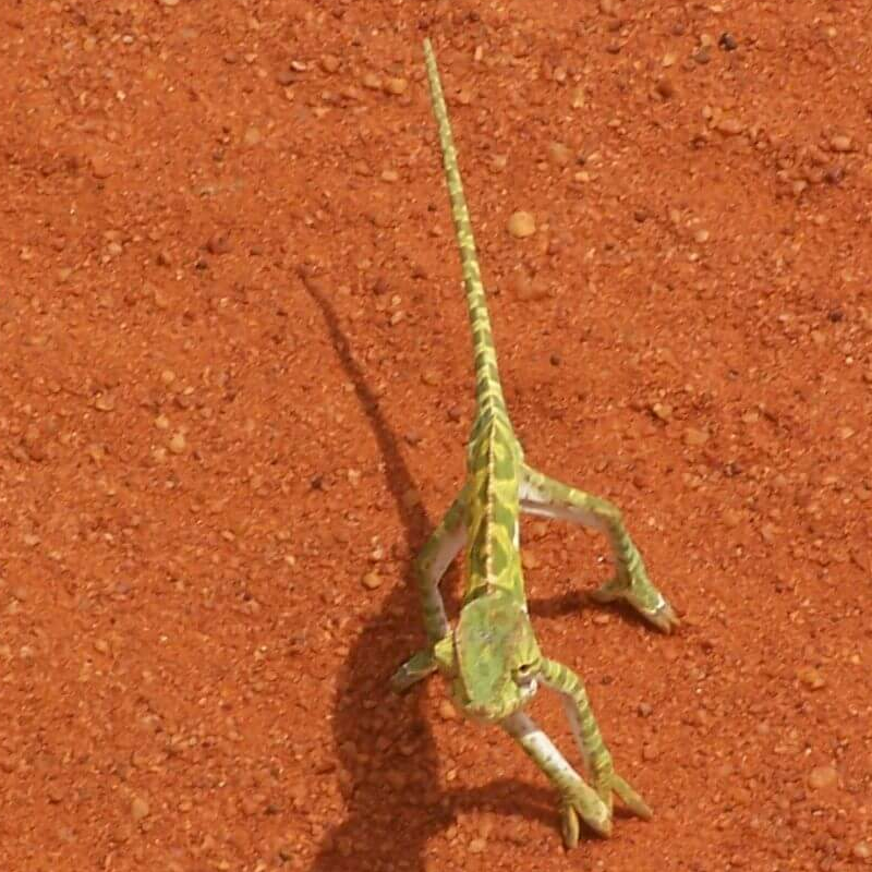 Tsavo Ost