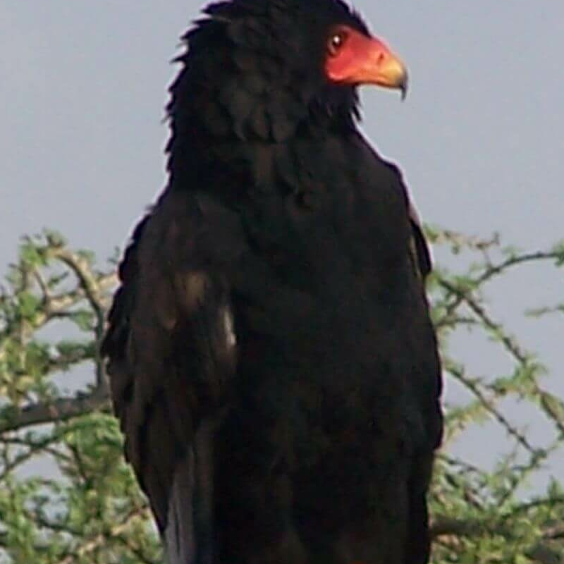 Tsavo Ost