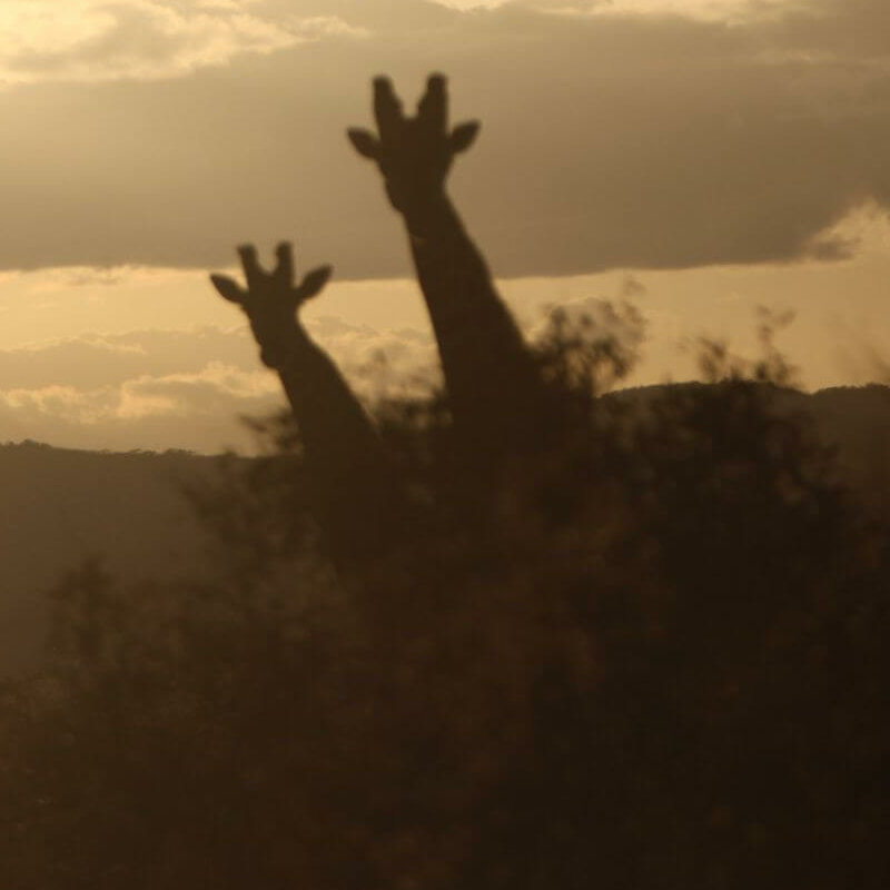 Tsavo Ost