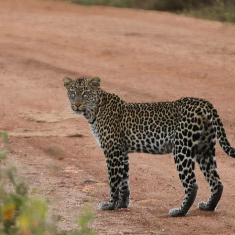 Tsavo Ost