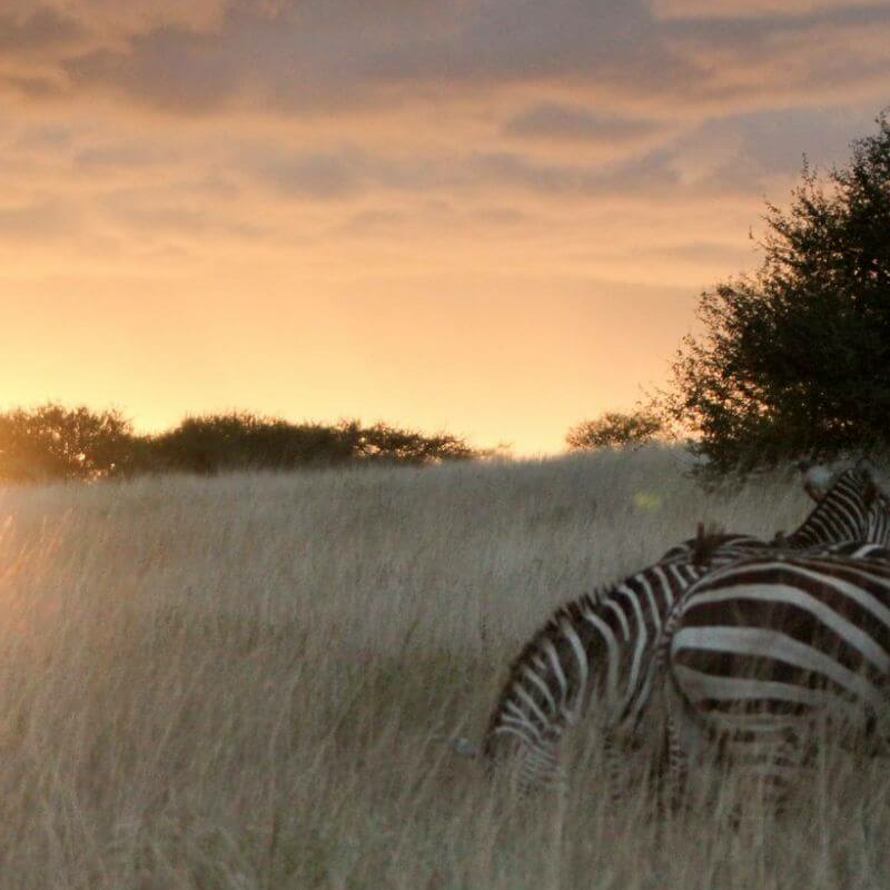 Tsavo Ost