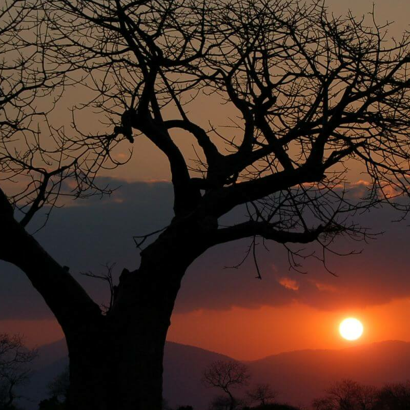 Tsavo Ost