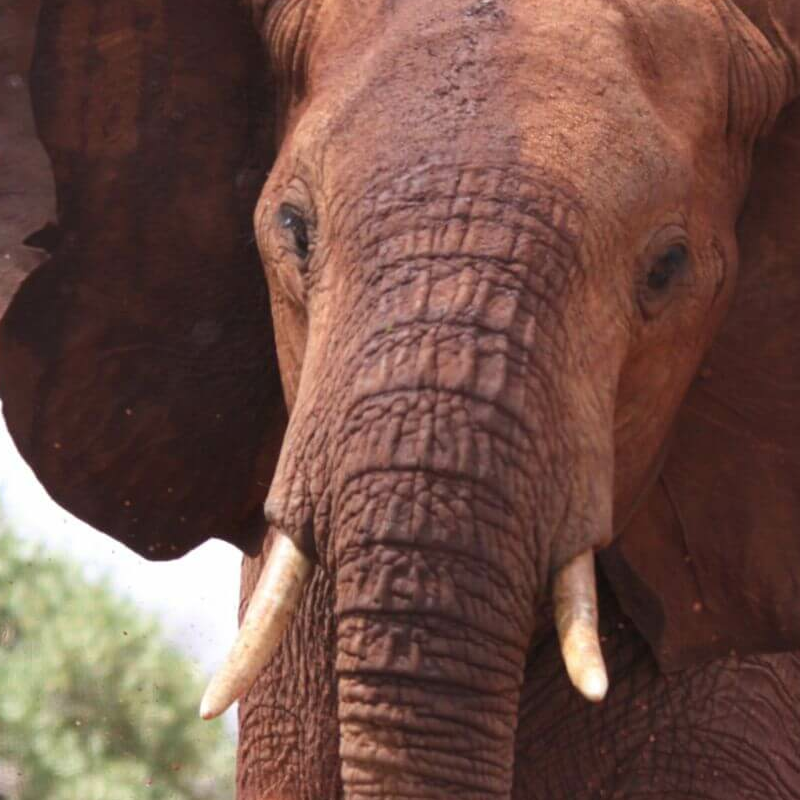Tsavo Ost
