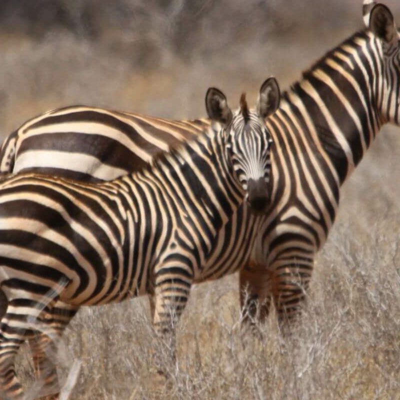 Tsavo Ost