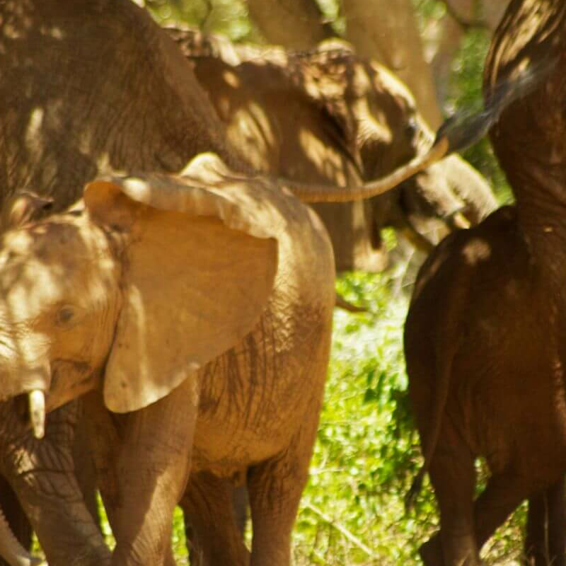 Tsavo Ost