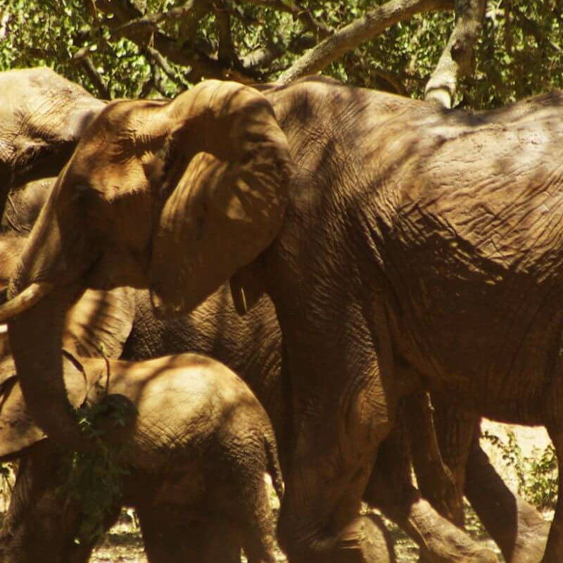 Tsavo Ost