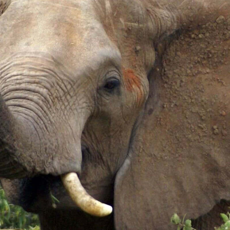 Tsavo Ost
