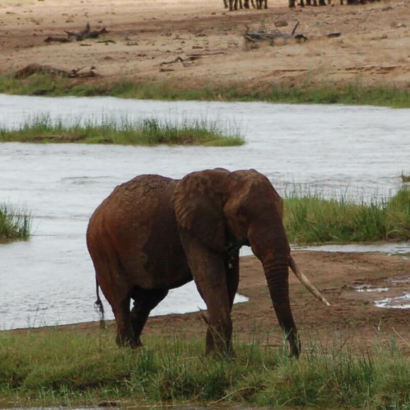 Tsavo Ost