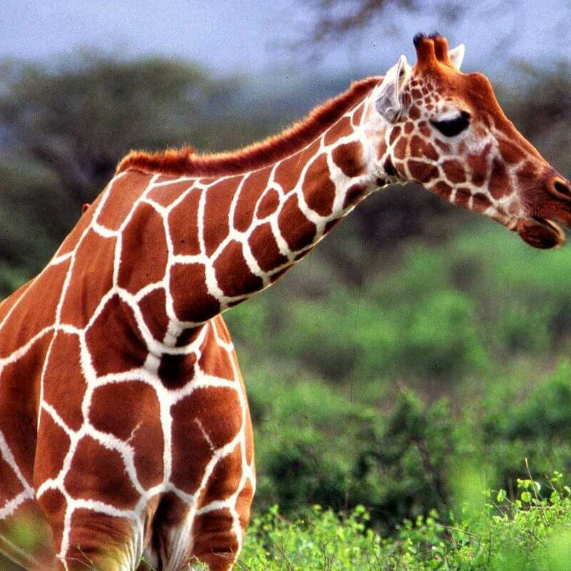 Tsavo West
