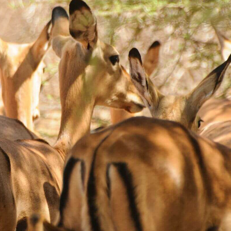 Tsavo West