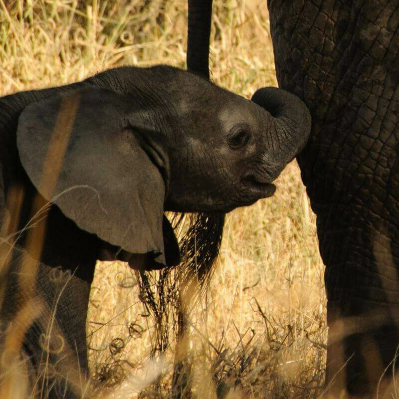 Tsavo West