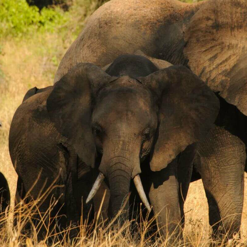 Tsavo West