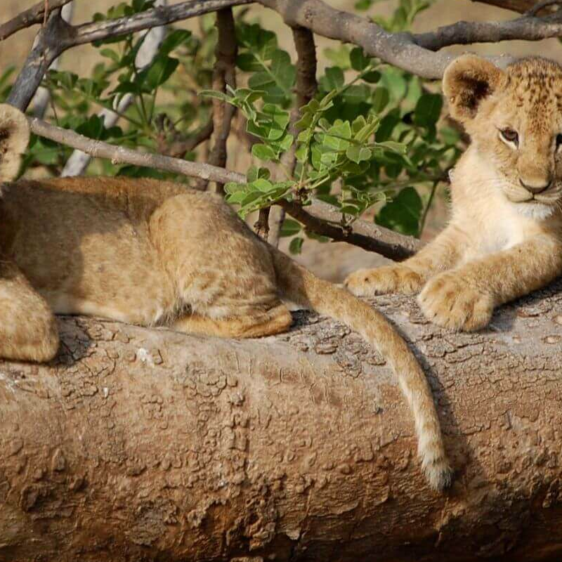 Tsavo West