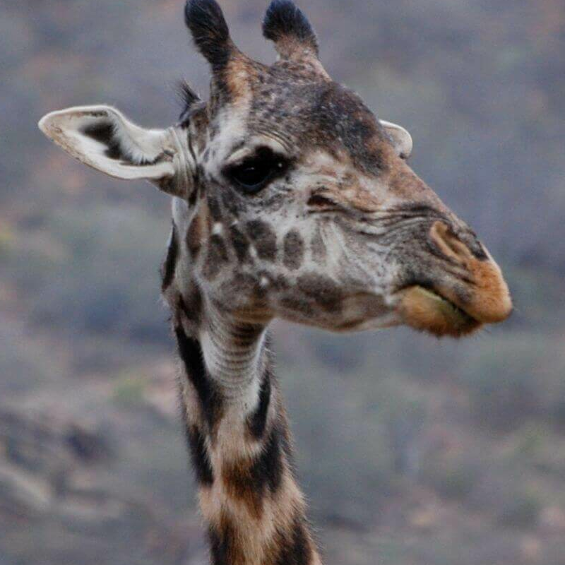 Tsavo West