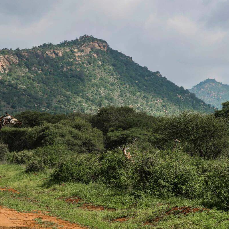Tsavo West