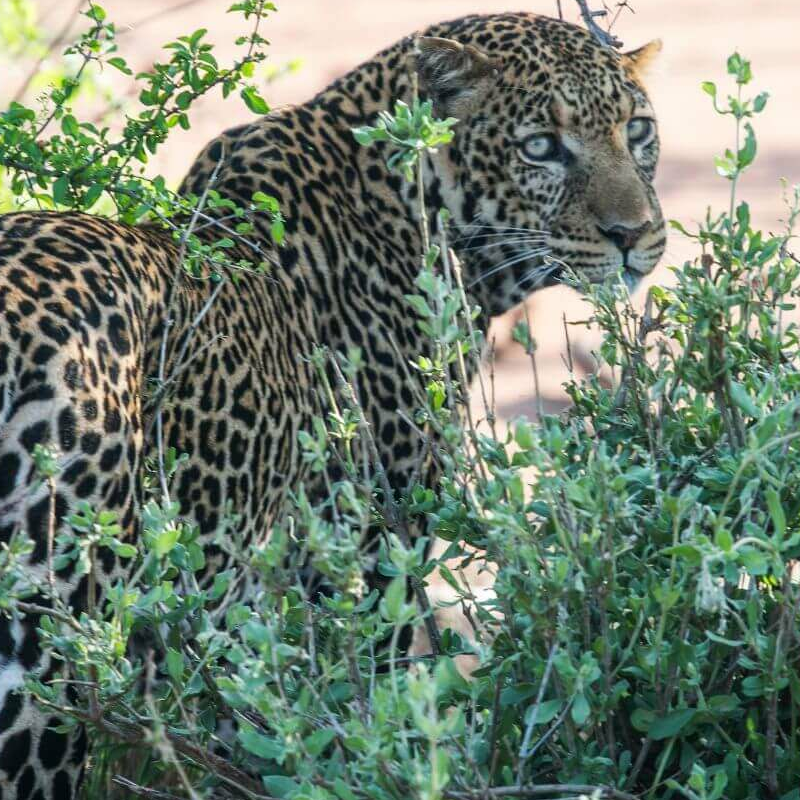 Tsavo West