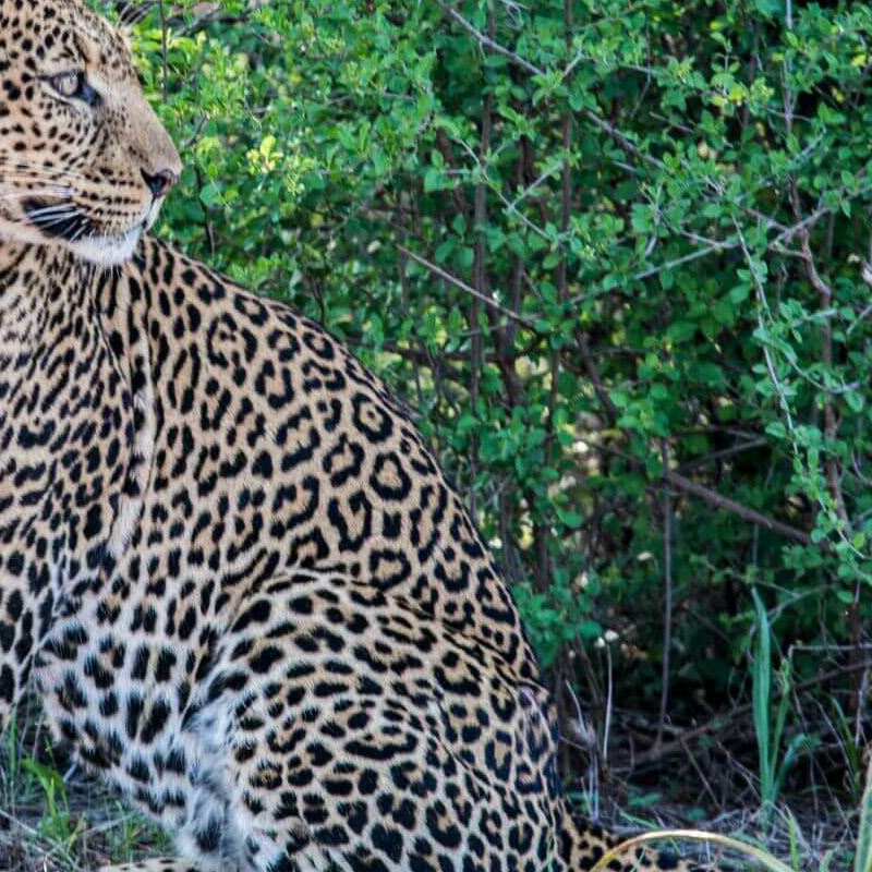 Tsavo West