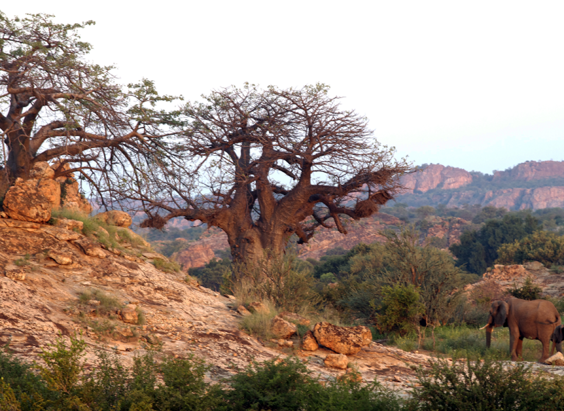 Tuli Block