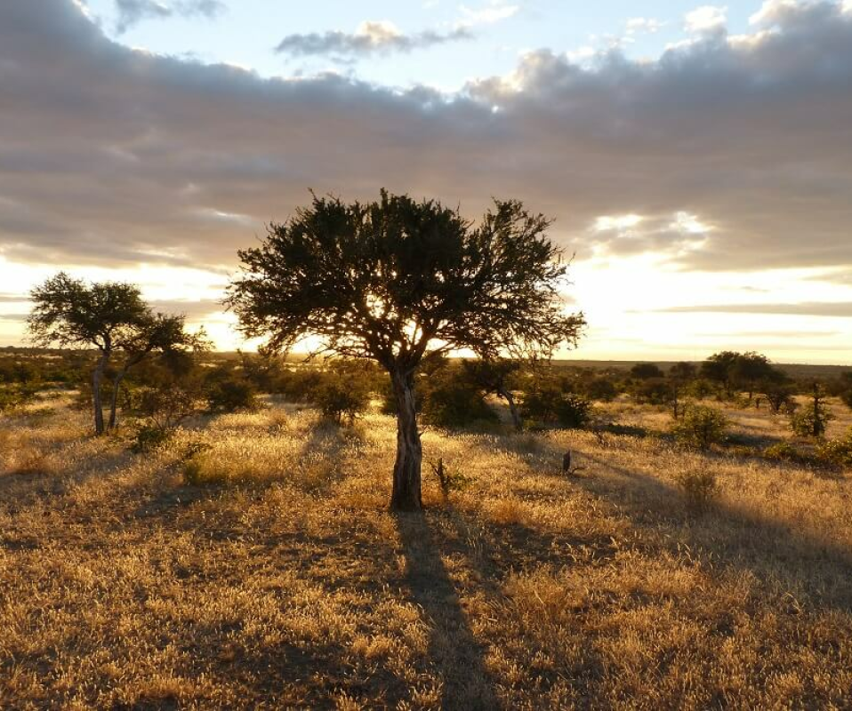 Tuli Block