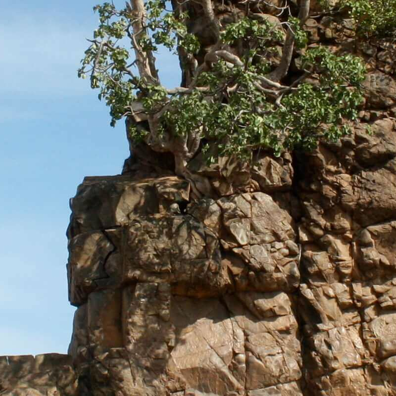 Tuli Block