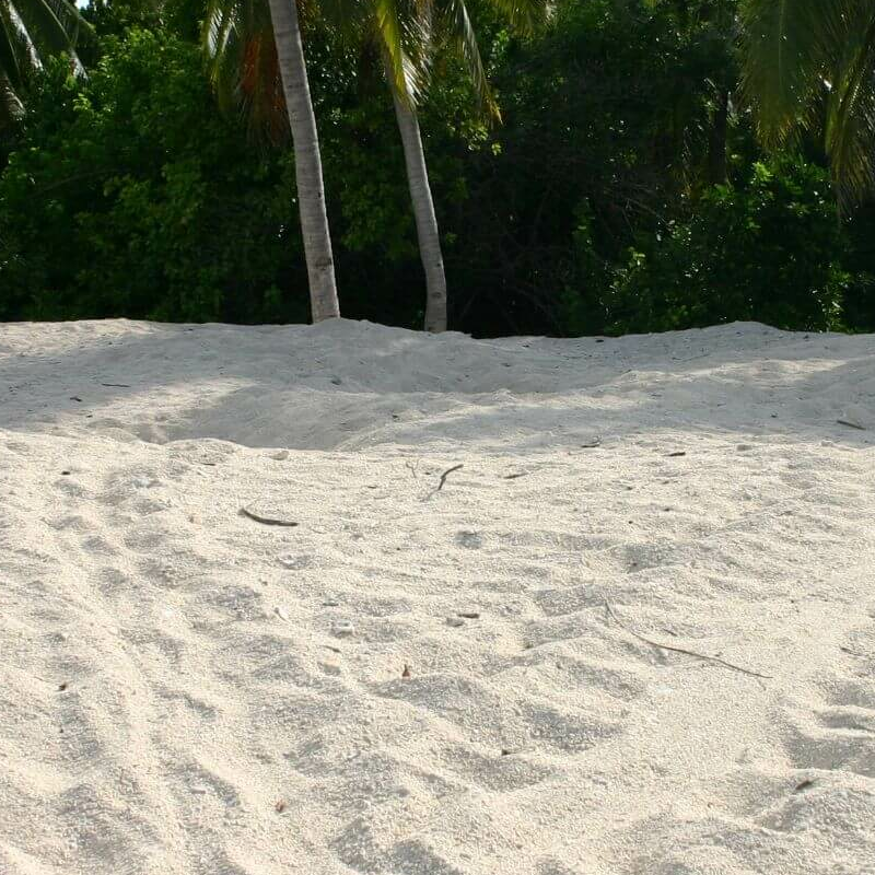 Turtle Island