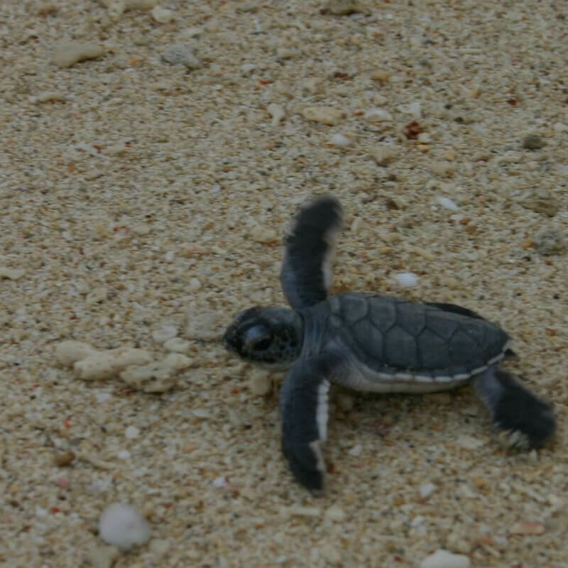 Turtle Island