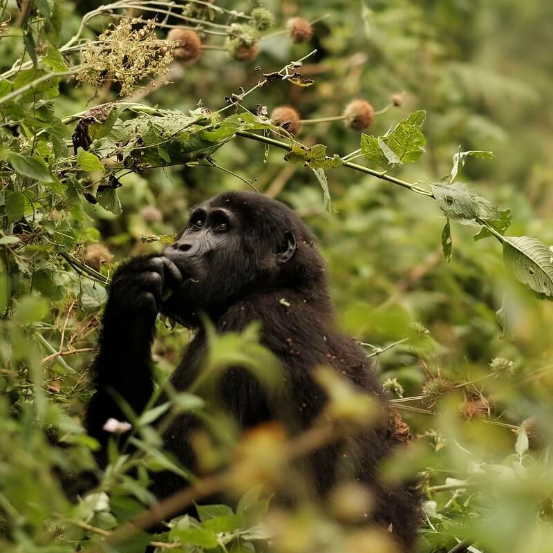 Uganda