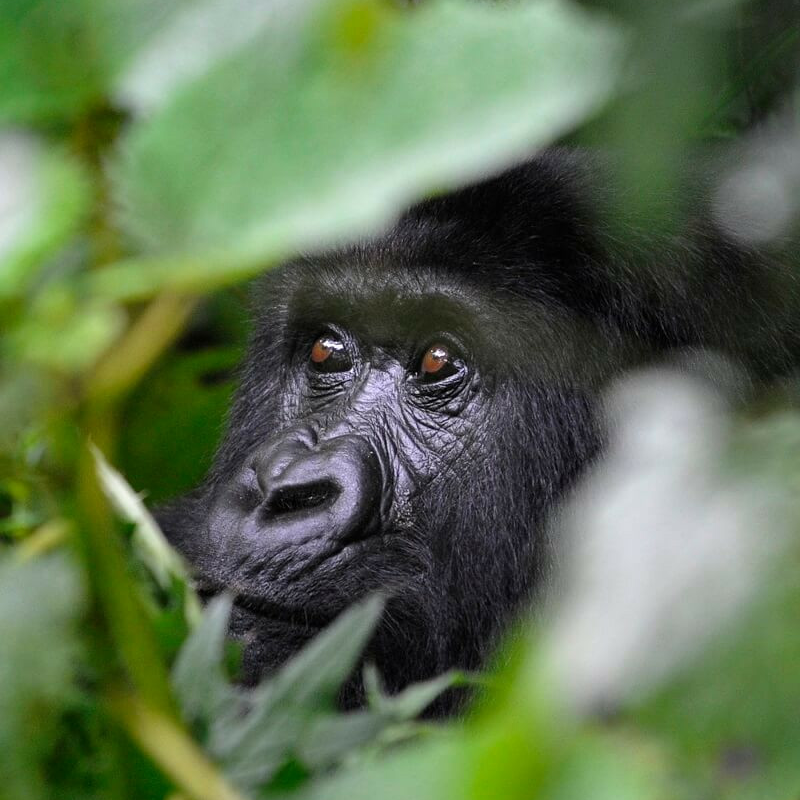 Uganda