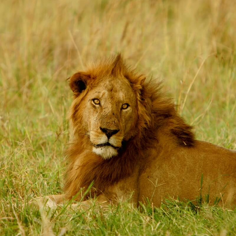 Uganda