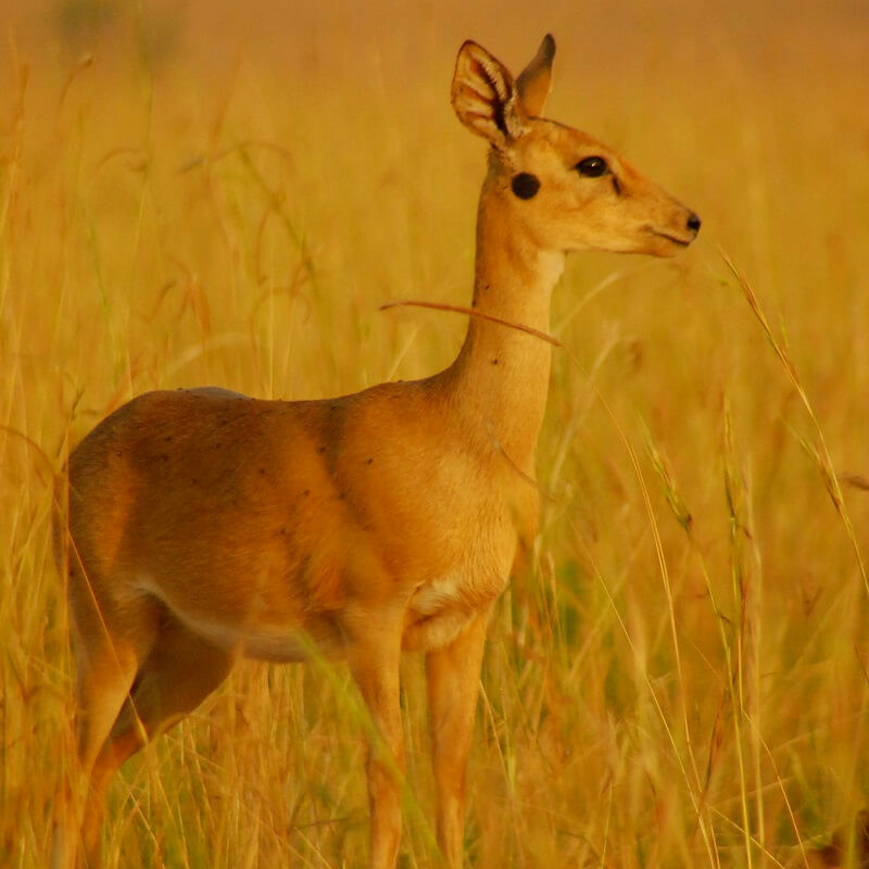 Uganda